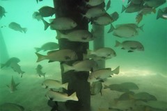Plectorhinchus unicolor