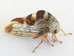 Grandolobus grandis