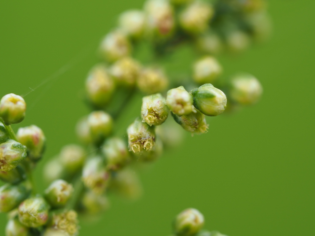 Artemisia capillaris (Artemisia capillaris)
