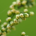 Artemisia capillaris - Photo no hay derechos reservados, subido por 葉子