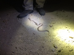 Echis coloratus