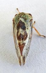 Grandolobus grandis