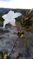 Mascarenhasia