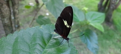 Heliconius doris