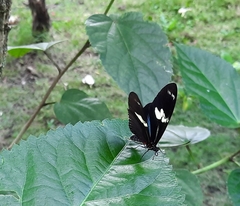 Heliconius doris