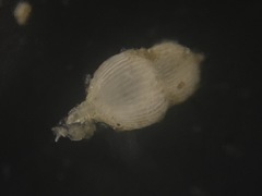 Amphicoryna scalaris