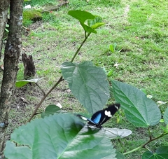 Heliconius doris