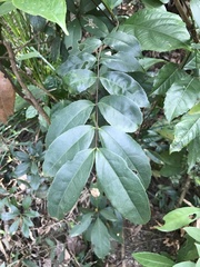 Syzygium samarangense