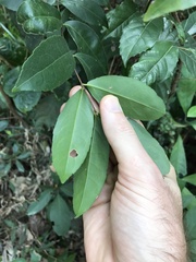 Syzygium samarangense