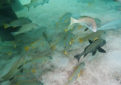 Plectorhinchus unicolor