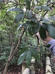 Syzygium samarangense