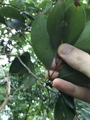 Syzygium samarangense