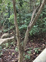 Syzygium samarangense