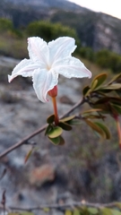 Mascarenhasia
