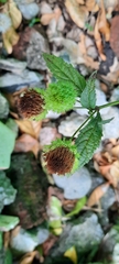 Hyptis capitata