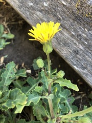 Sonchus megalocarpus