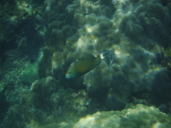 Cheilinus chlorourus