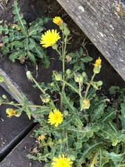 Sonchus megalocarpus
