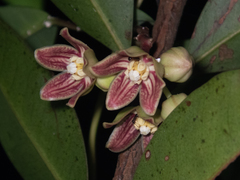 Cynanchum graphistemmatoides