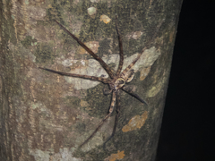 Heteropoda amphora