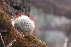 Mammillaria moelleriana