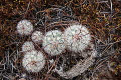 Mammillaria moelleriana
