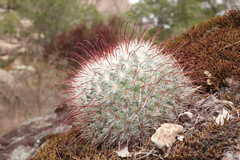 Mammillaria moelleriana