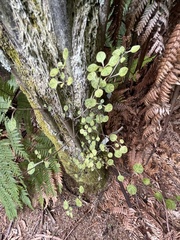 Coprosma tenuicaulis