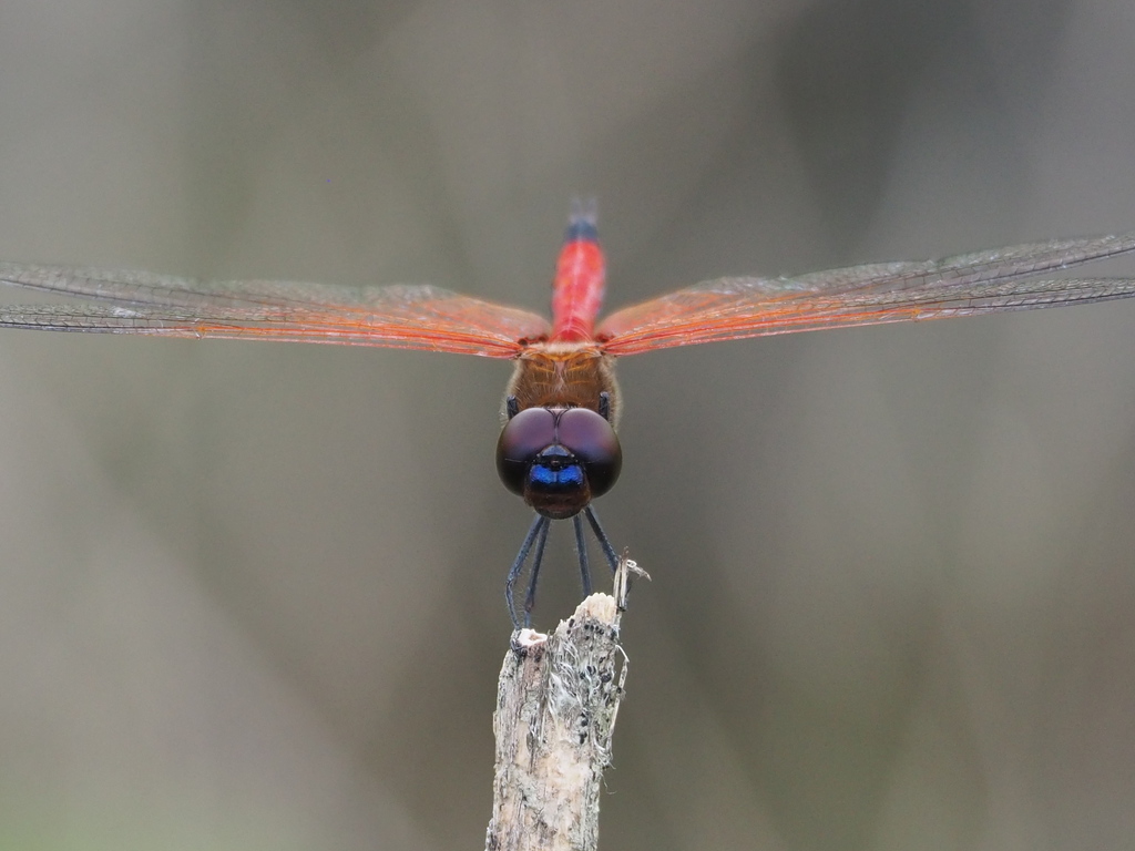 Red Glider Dragonfly
