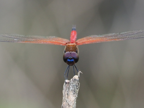 Red Glider Dragonfly