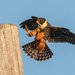 Bat Falcon - Photo (c) Chris, some rights reserved (CC BY-NC), uploaded by Chris