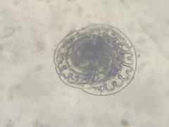 Patellina corrugata