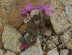 Portulaca bicolor