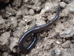 Endeavouria septemlineata