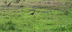 Phimosus infuscatus