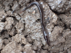 Endeavouria septemlineata