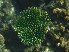 Acroporidae
