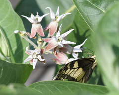 Papilio machaon oregonius
