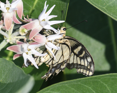 Papilio machaon oregonius