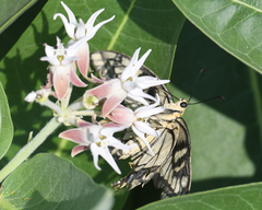Papilio machaon oregonius