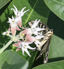 Papilio machaon oregonius