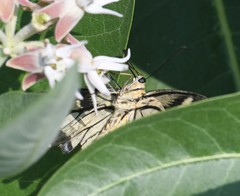 Papilio machaon oregonius