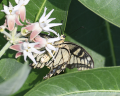 Papilio machaon oregonius