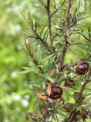 Leptospermum repo