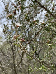 Leptospermum repo