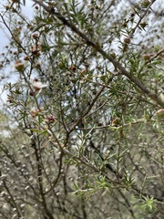 Leptospermum repo