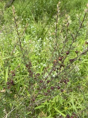 Leptospermum repo