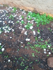 Termitomyces microcarpus