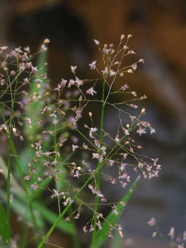 Image of Isachne globosa by no rights reserved