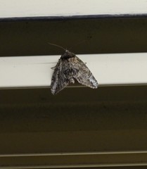 Plotheia exacta